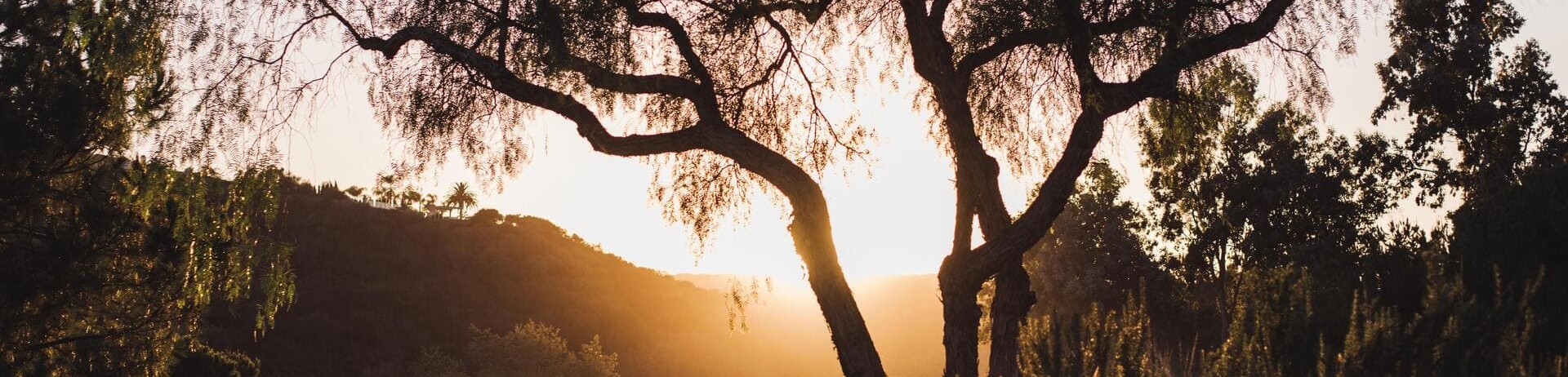 A tree on a golf course with the sunset shining through