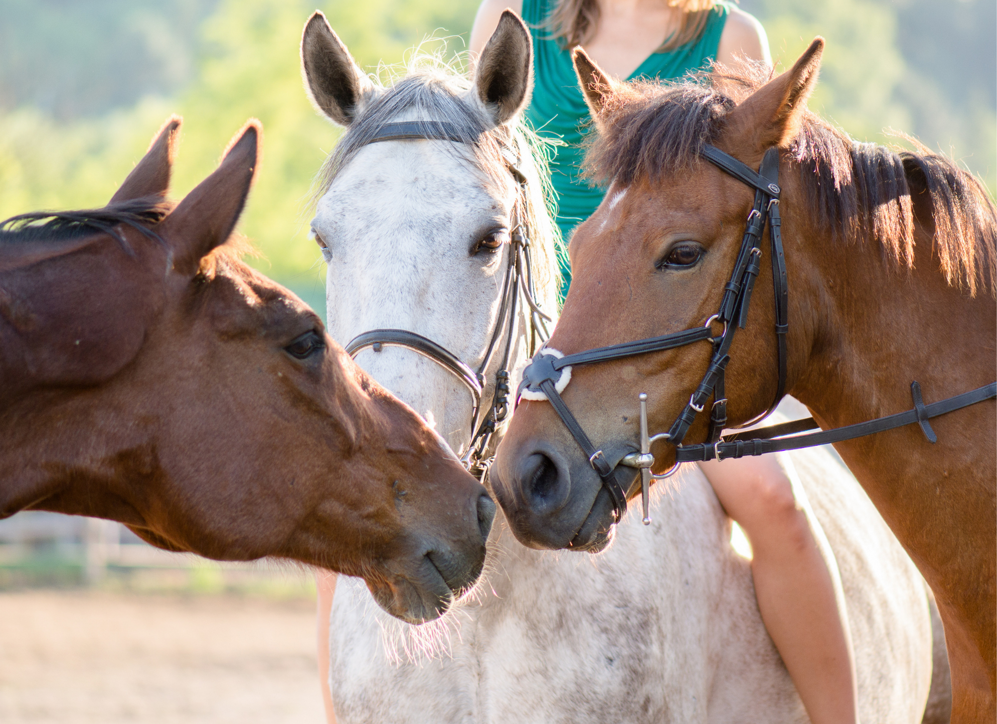 Ринопневмония лошадей. Ринопневмонией лошадей. Ринопневмония лошадей эпизоотология. Ринопневмония лошадей фото. Лошадь.