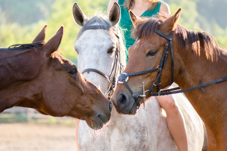 horses
