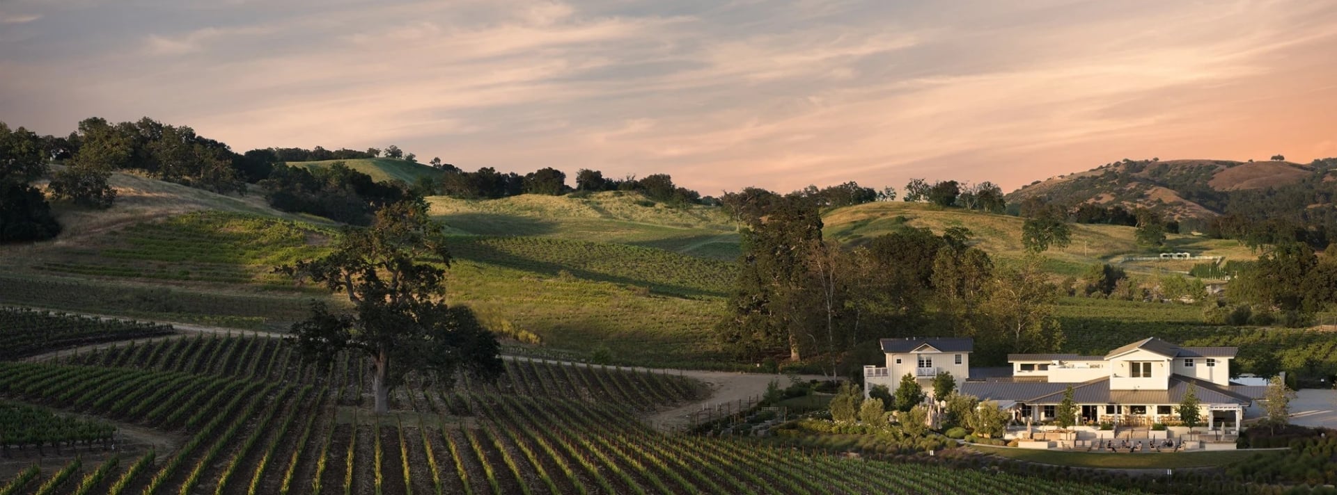 Justin vineyard