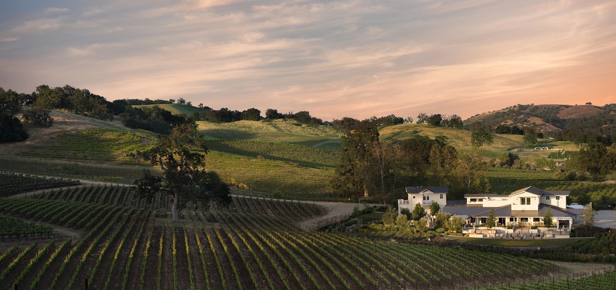 Justin vineyard