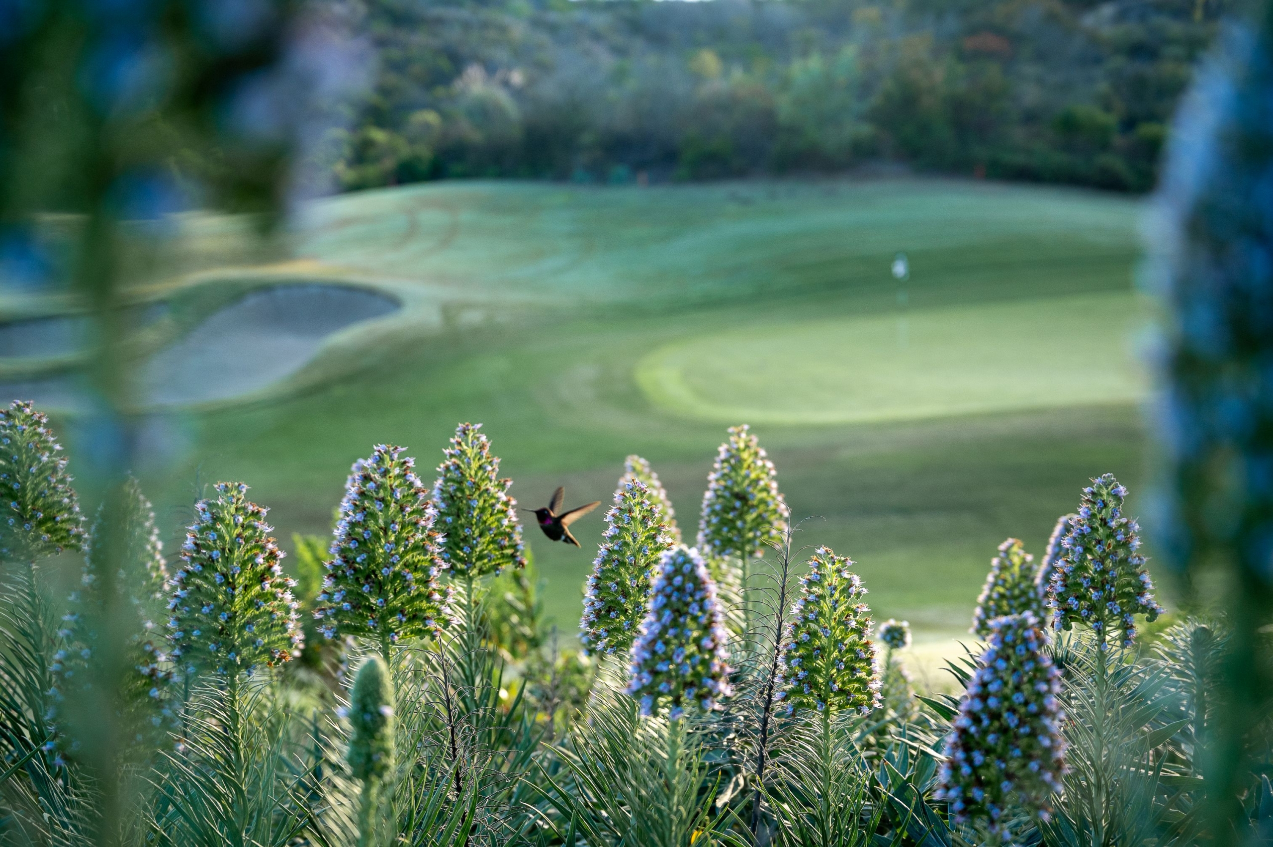 The Grand Golf Club